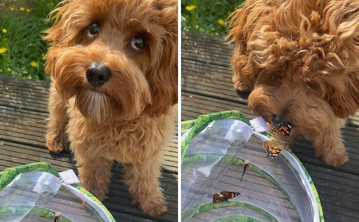 Dog looking at a butterfly