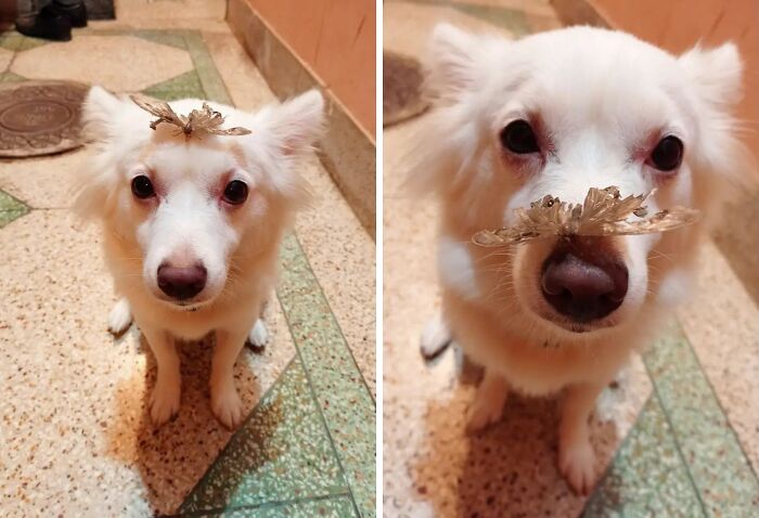 Dog with butterfly on his head