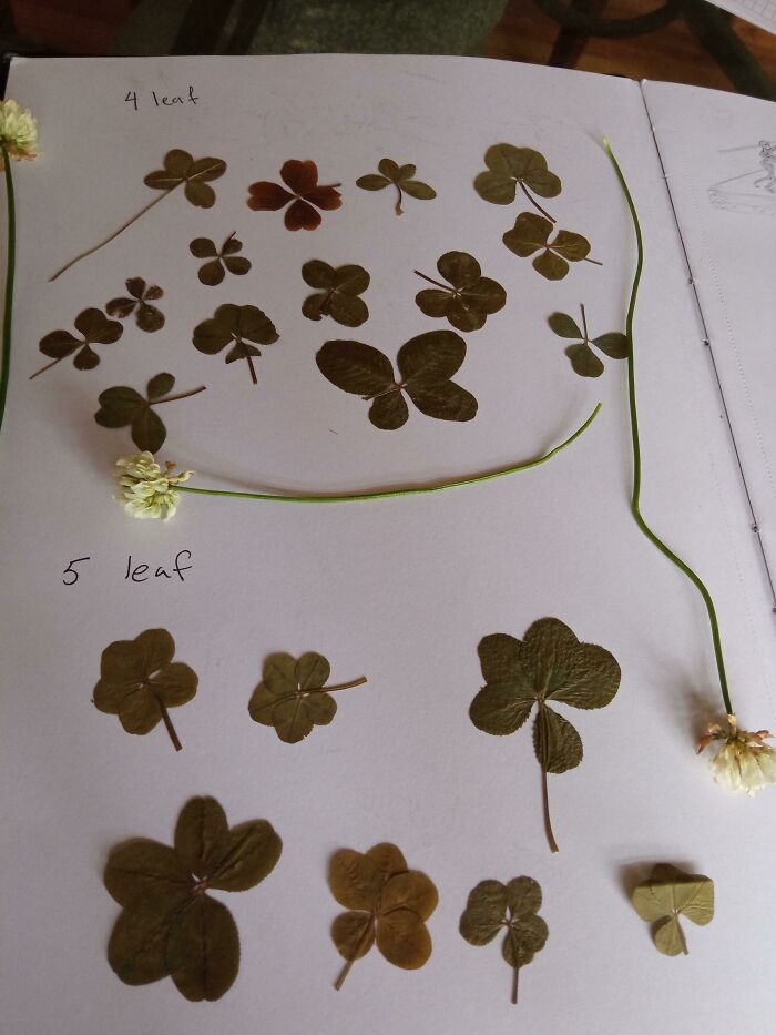 Every 4 And 5 Leaf Clover I've Found In My Garden During Quarantine