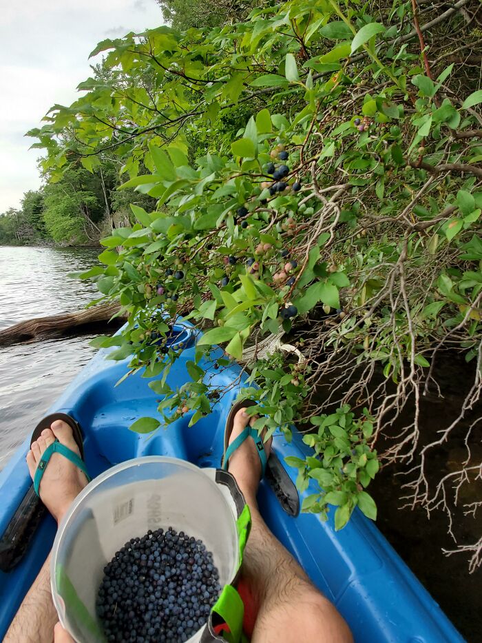 Never Thought I Could Combine My Favorite Summer Activities, But This Is Me Picking Blueberries On A Kayak
