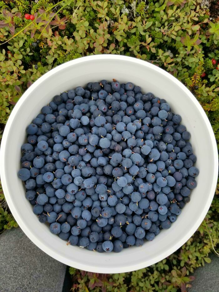 Nothing Better Than A Bucket Of Alaskan Blueberries