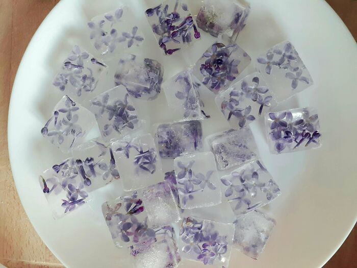 Hice algunos cubitos de hielo con lilas recién recogidas. ¡Ansío tomar con ellos algunos cócteles durante el verano!
