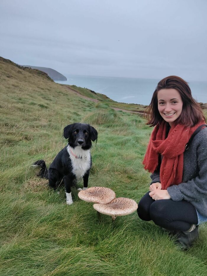 Parasol Mushrooms On The Cornish Coast