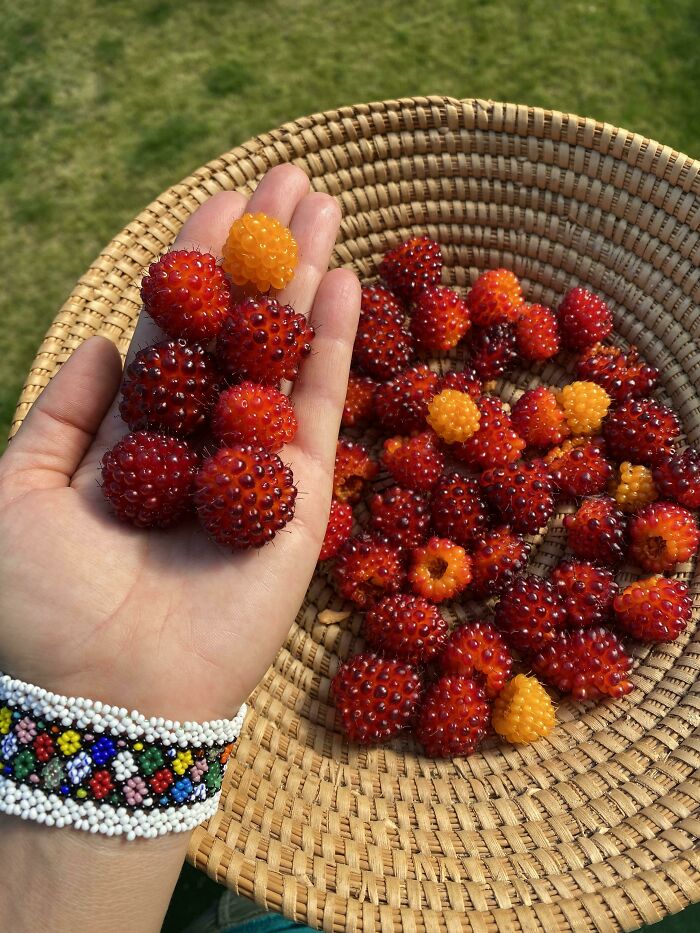 Salmonberry Season Is Crazy This Year!!! Yum!! I’ve Never Seen Them This Big And Tasty Before 