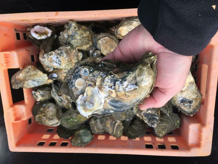 My Younger Son And I Harvested Almost A Bushel Of Very Large Chesapeake Bay Oysters Yesterday