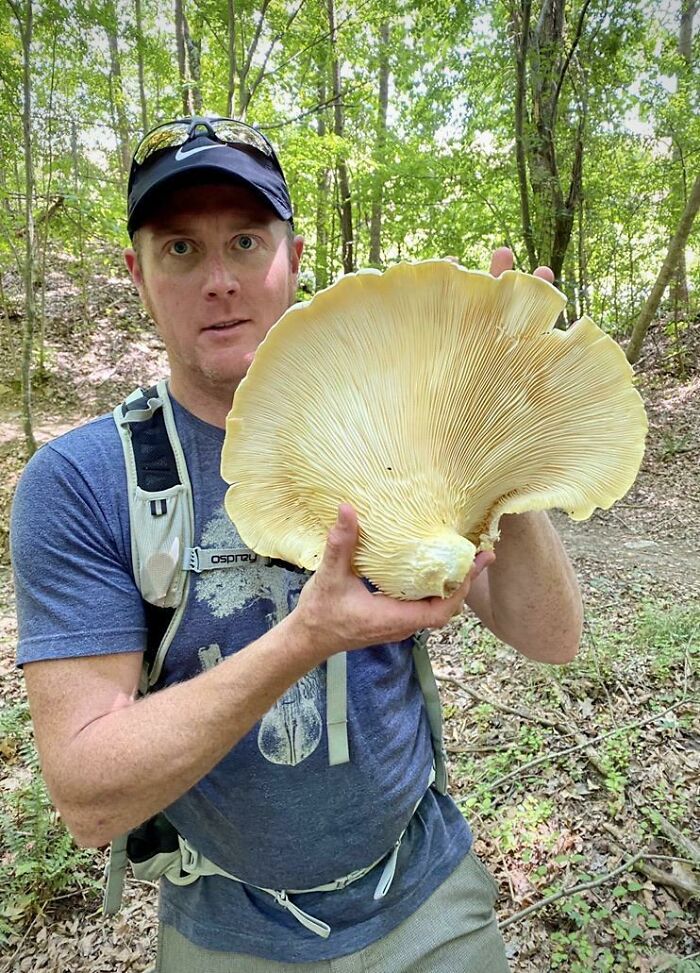 17” Wide Oyster Mushroom Collected By Me On Wednesday