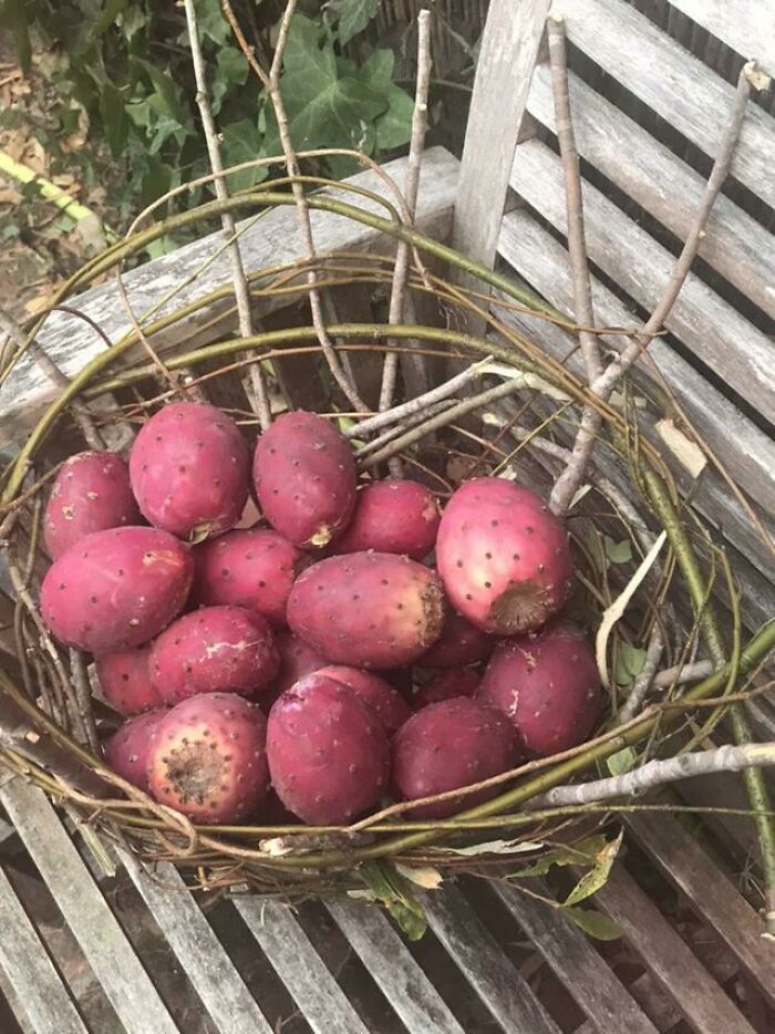 Prickly Pear Harvested In A Quick Makeshift Basket Today. Any Recipe Recommendations?