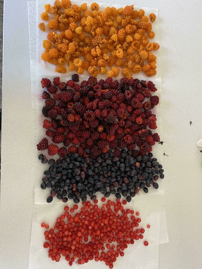 Found Salmon Berries, Wine Berries, Osoberries, And Red Huckle Berries All Within A 5 Minute Walk Of My Front Door!