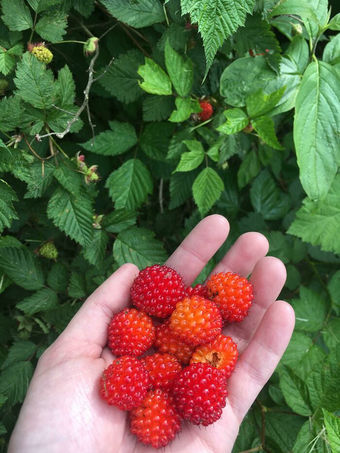 Salmonberries Starting To Get Ripe Along The Pacific Northwest