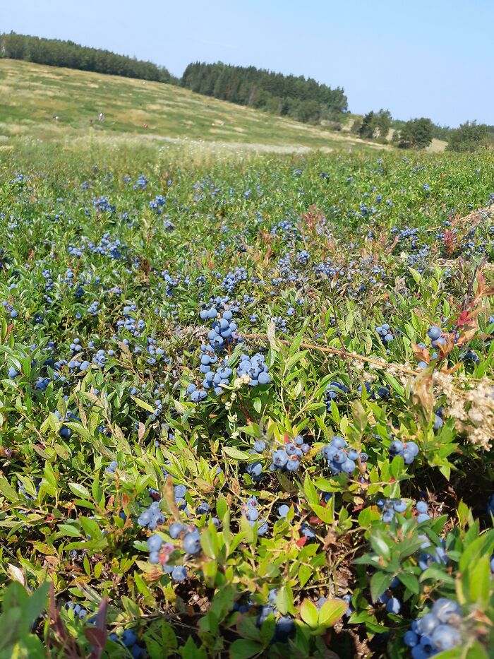 Stumble On A Blueberry Field