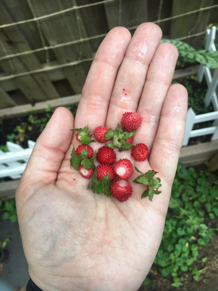 I’ve Been Encouraging A Wild Strawberry Plant To Grow In Our Garden This Year. It’s Got The Tiniest Strawberries!