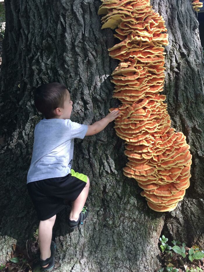 Wow! Chicken On A Massive Oak, My Son Was Very Excited To Check It Out