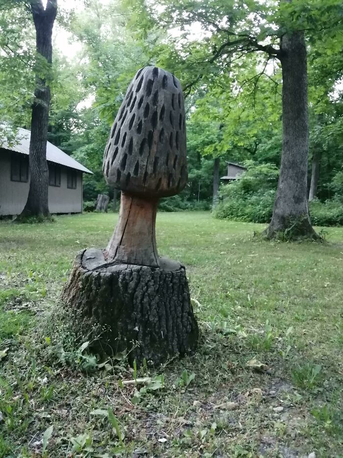 The Stump Carvers Near Me Have Leveled Up