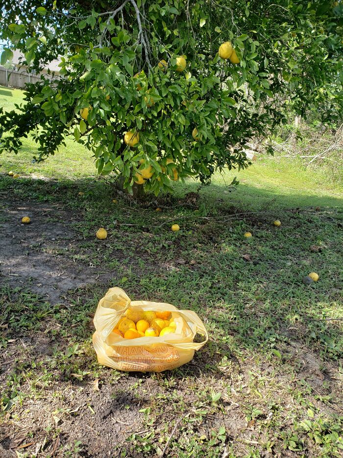 Lemon Trees About A Mile Walk From My House Behind A Swamp. As Far As I Can Tell Nobody Else Harvests These