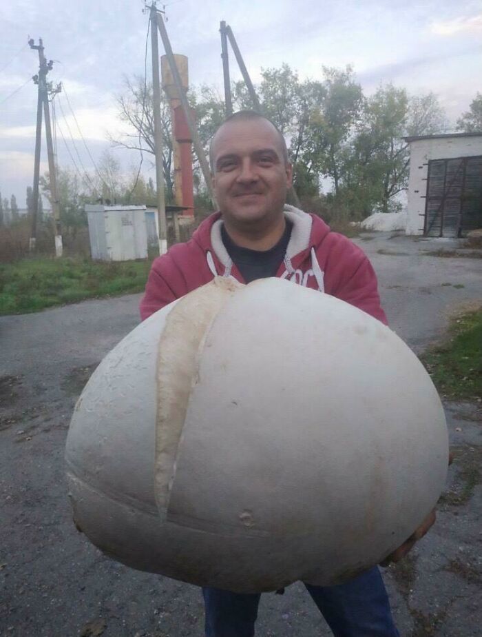 My Uncle Found A Huge Puffball Mushroom 