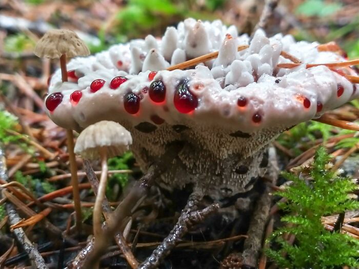 Found A Bleeding Tooth Aka Hydnellum Peckii For My First Time Last Fall! Isn't It Cool Looking?!