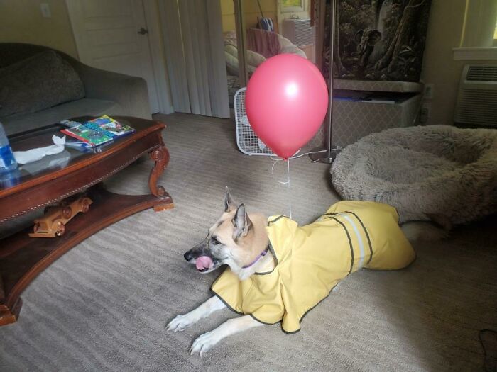 We Added A Balloon To Her Raincoat And Poof She's Ready For Halloween