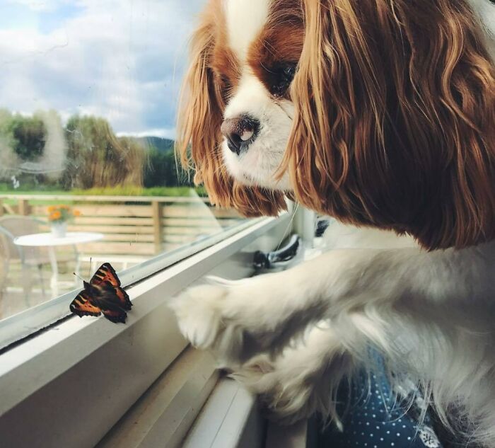 Dog looking at a butterfly on the window