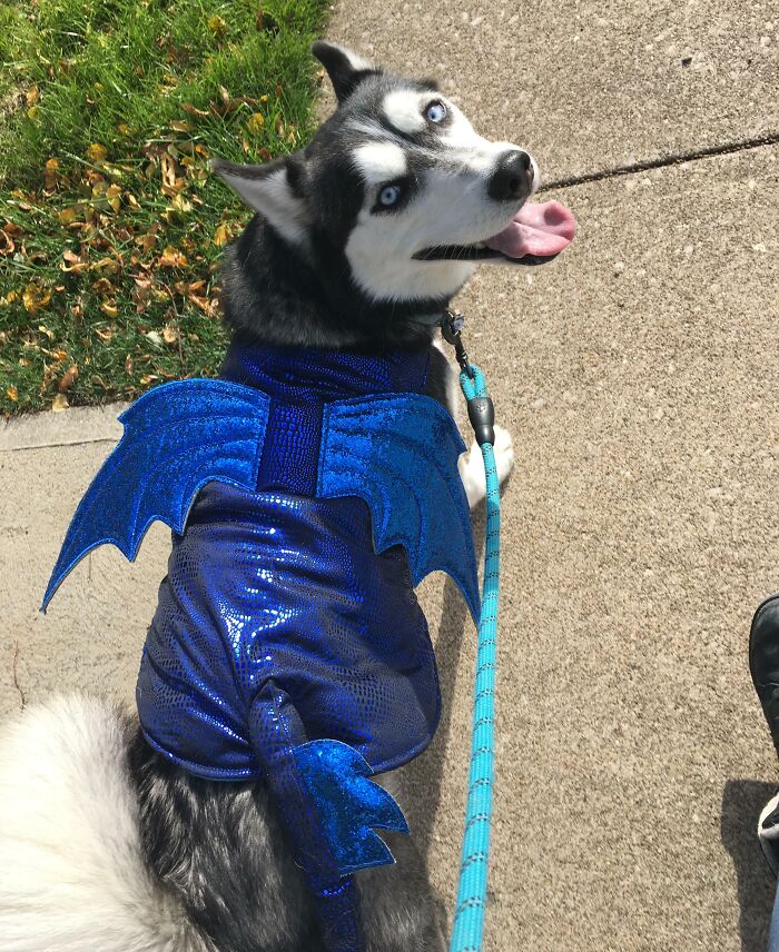 My Doggy On Halloween. She's Dressed As A Dragon
