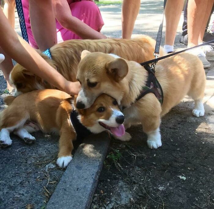 Corgi Eats It’s Own Hecking Brother