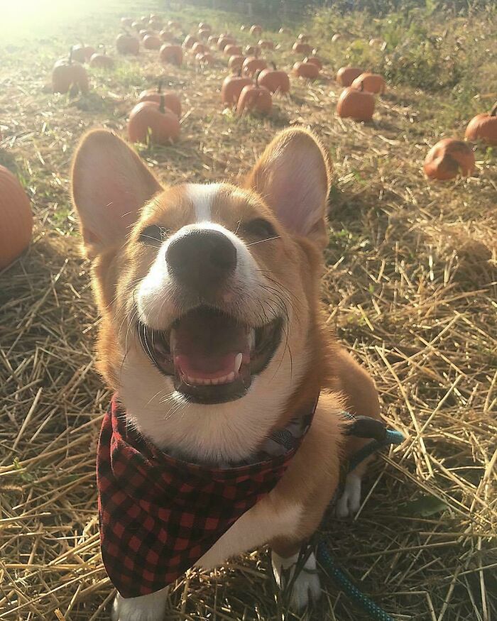 Took Maurice To The Pumpkin Patch Today. I Think He Liked It