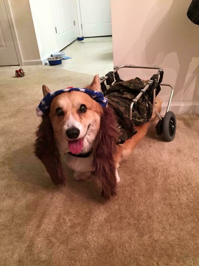 Blitzen ya no está con nosotros, pero nos divertimos mucho en su vida. ¡Fue el Teniente Dan para Halloween en su silla de ruedas!