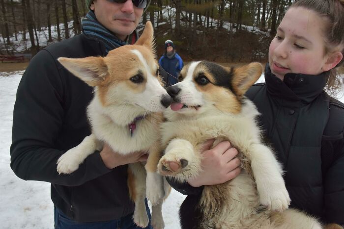 We Somehow Found Nebbi’s Brother Ned On Instagram, And Finally Reunited At A Corgi Meet Up Today