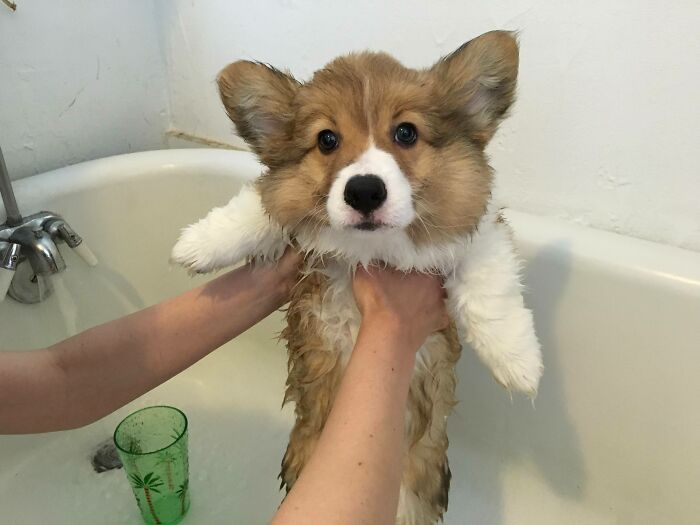 First Bath = Skinny Fluff