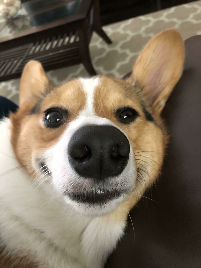 You Know You Want To Boop The Snoot