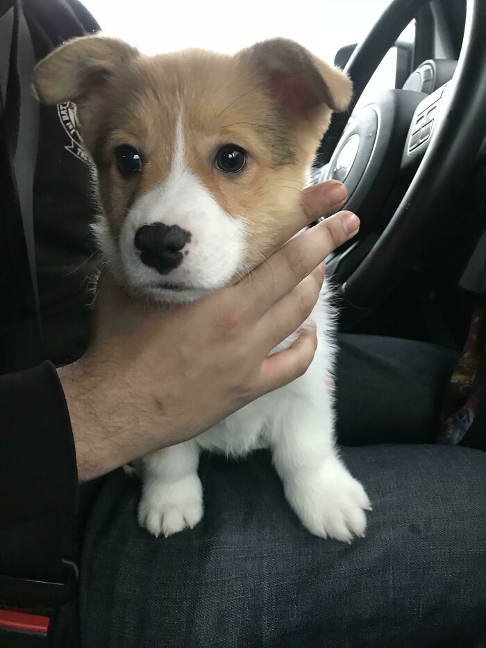 Long Time Lurker And Now I Finally Became Part Of The Corgi Family. Everyone Meet Nugget. :)