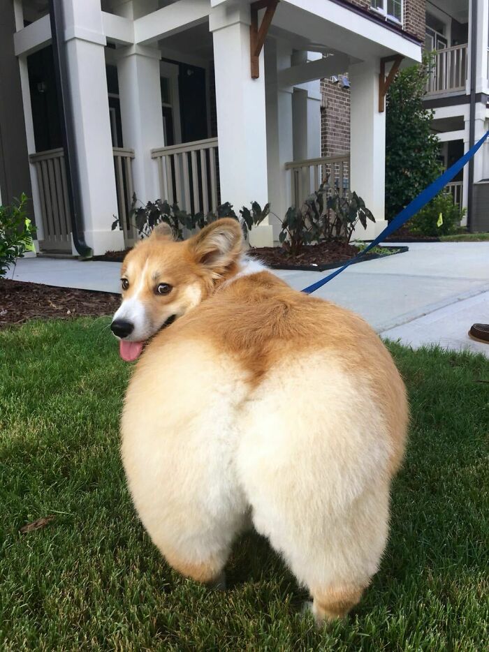This Photo Has Been Stolen By Other Sites Without Permission, So I Thought I'd Post Tucker's Butt On Reddit First