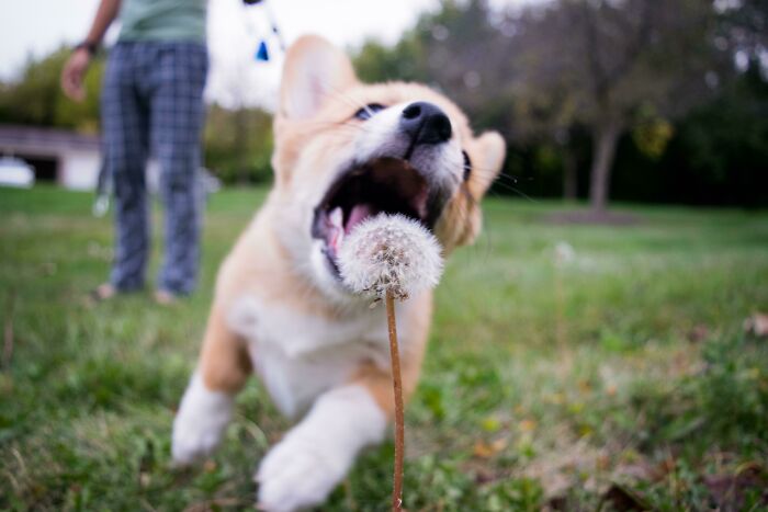 Caught My Corgi Pup Trying To Eat A Dandelion