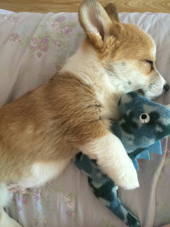 Sleepy Louis Loves His Little Dinosaur