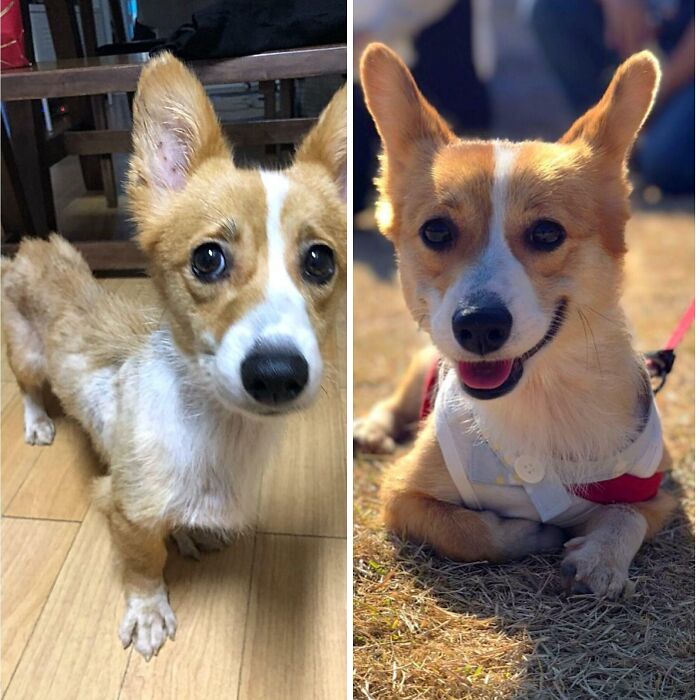 My Wife Rescued A Corgi 2months Ago, Now She's Becoming A Happy And Lovely Girl!