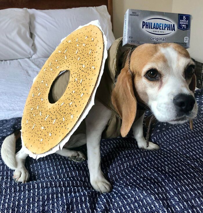 Happy Halloween From Winnie The "Everything Beagle". She Won 1st Prize In The Pet Costume Category At My Company's (Virtual) Halloween Party Yesterday 