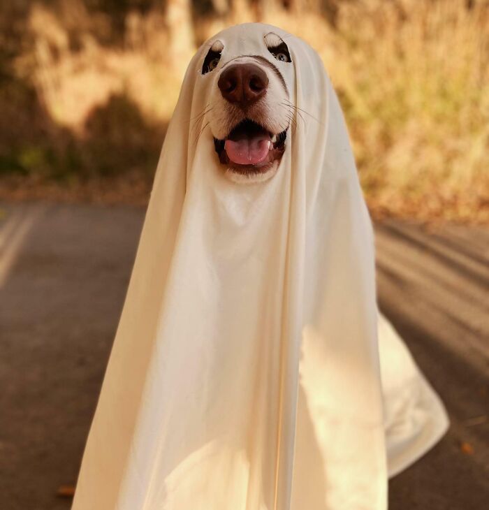 Happy Halloween From The Spookiest Dog