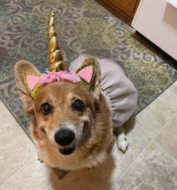 Took My 11-Year-Old Corgi For Her First Halloween Since Adopting Her In February Of 2020. Safe To Say She Loved It