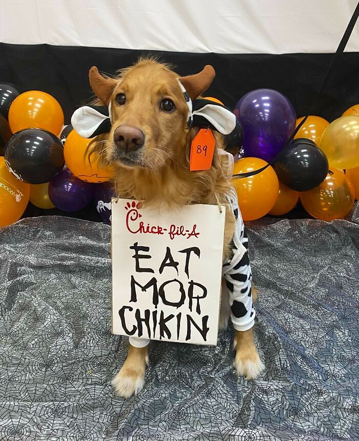 Aloy Says “Eat Mor Chikin”. Everyone Loved Her Halloween Costume - The Chick-Fil-A Cow