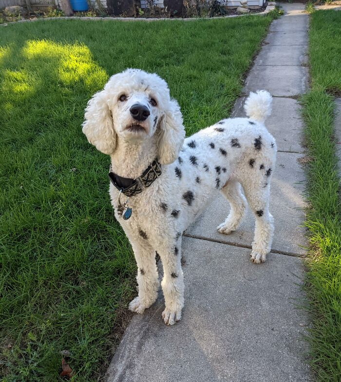 My Poodle Went As A Dalmatian For Halloween (The Paint Is Pet-Friendly If Case You're Wondering)
