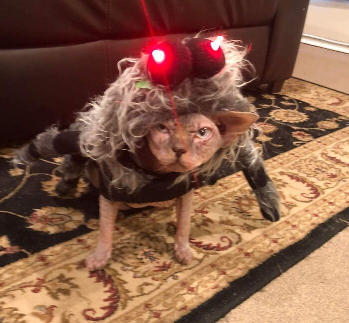 My Sister Got A Spider Costume For Her Hairless Cat