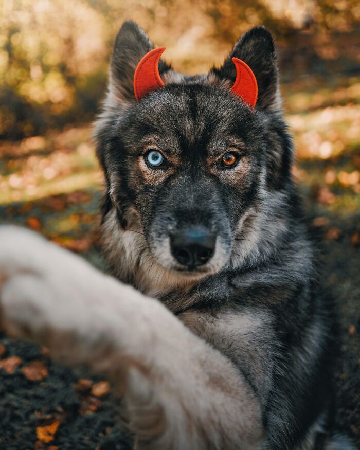 Halloween’s Most Handsome Devil