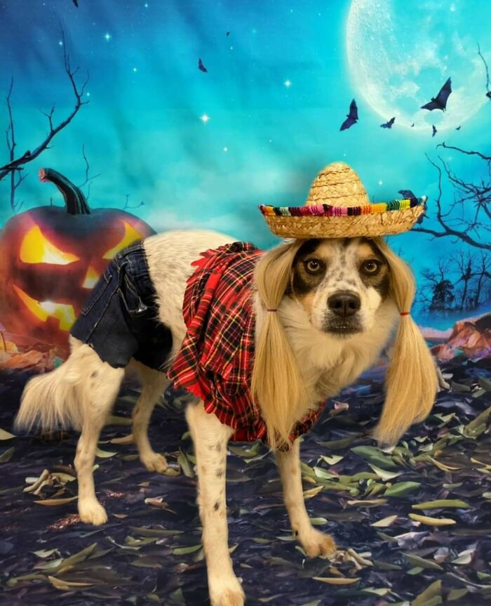 My Sister-In-Law Entered Her Dog Into A Halloween Costume Contest. This Was Her Daisy Duke Entry