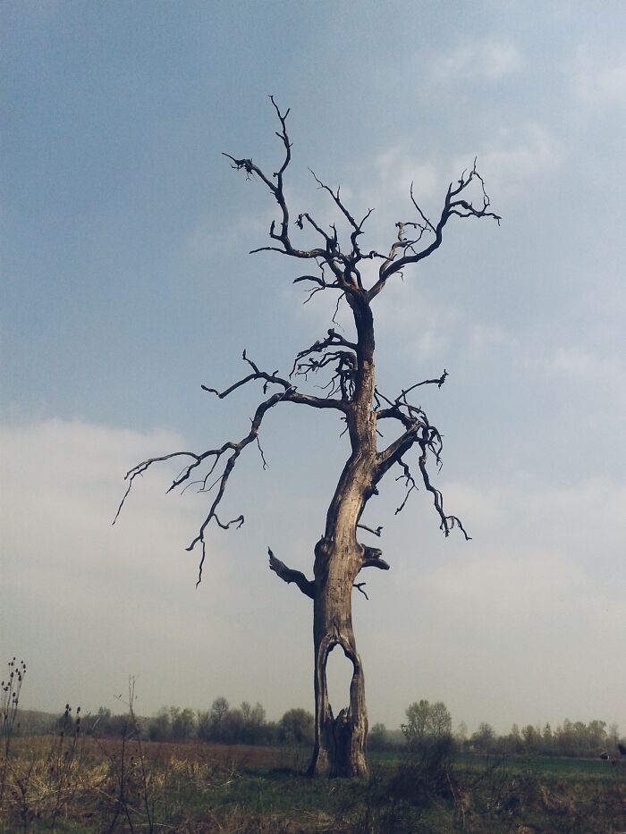 strange form tree without leaves in the field