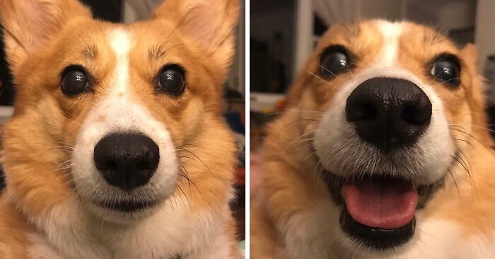 Before/After Being Told You're A Good Corg
