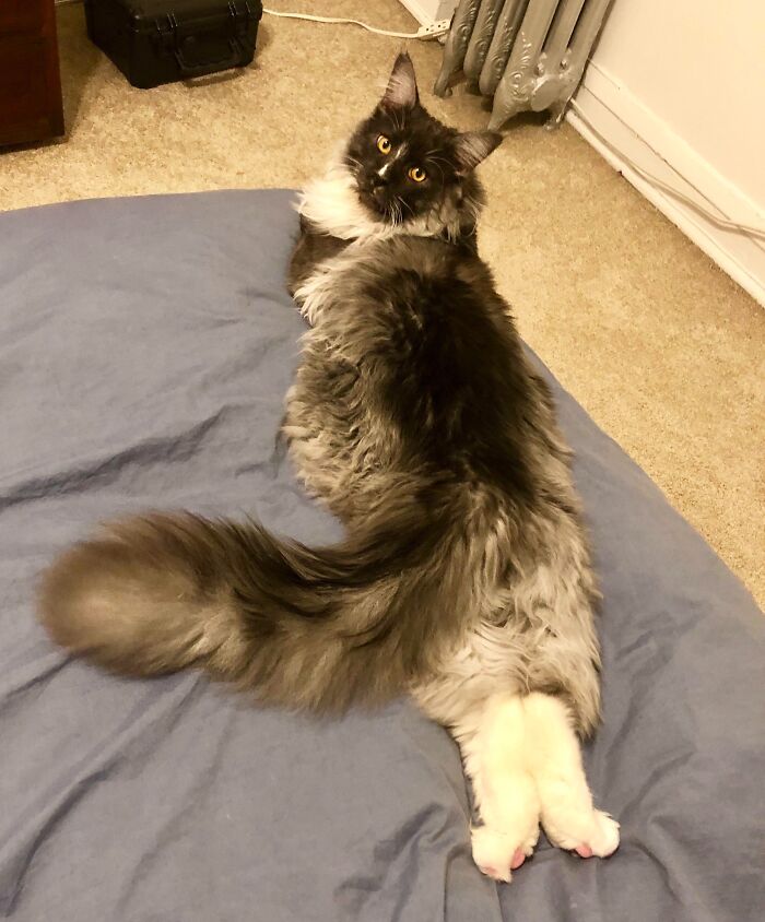 Boyfriend’s Maine Coon Has Come Down With A Case Of Fancy Feet