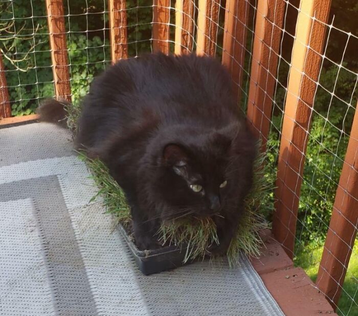 My Maine Coon Has Missed Being Outside/Grass In Our New Apartment. I Tried To Get Him Some Grass On The Porch, But I Clearly Underestimated The Amount He Wanted
