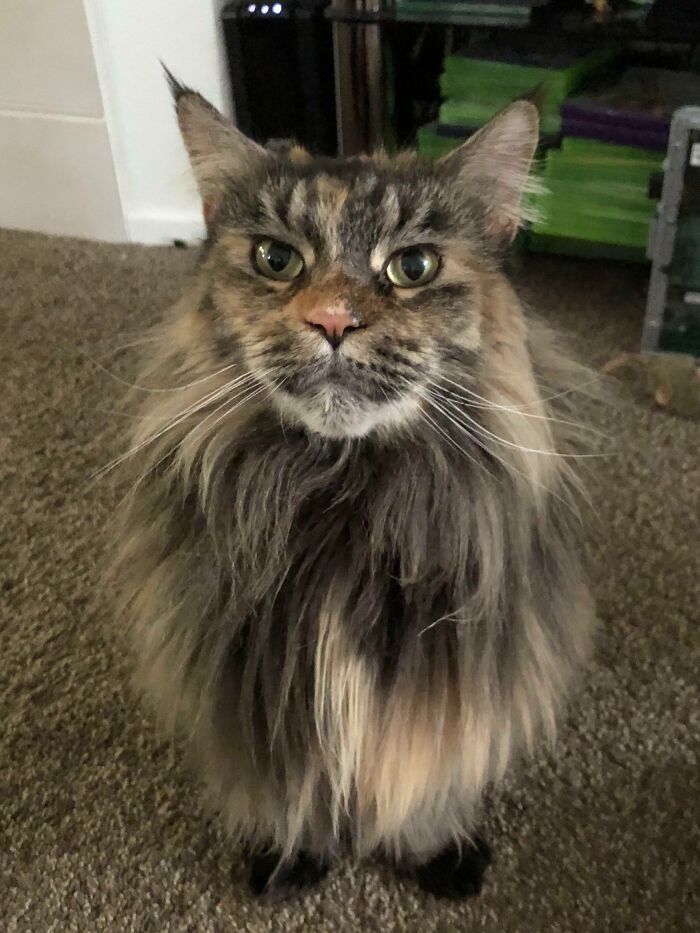 This Is Our Too-Smart-For-Her-Own-Good Maine Coon Who Turns 8 Next Month. She’s Almost Smiling In This Picture. Meet Ginger