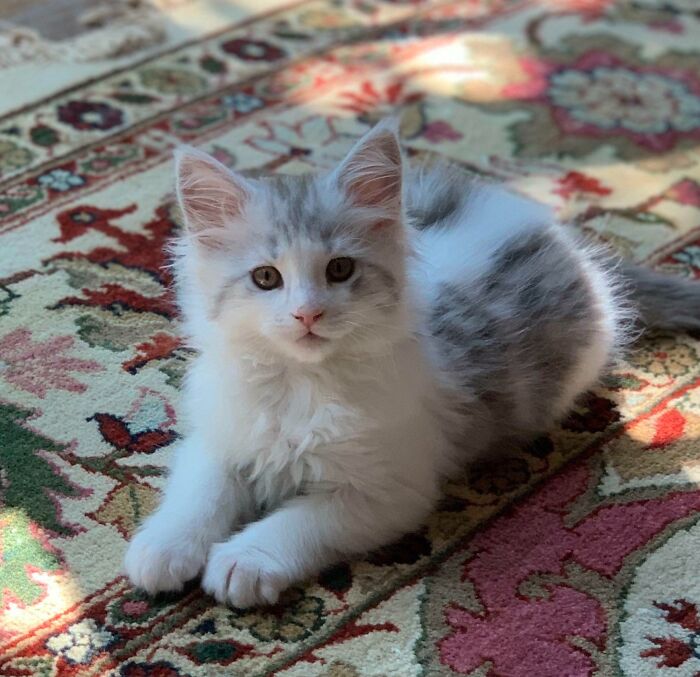 Meet Apollo, Our Sweet Maine Coon Kitten (10wks)