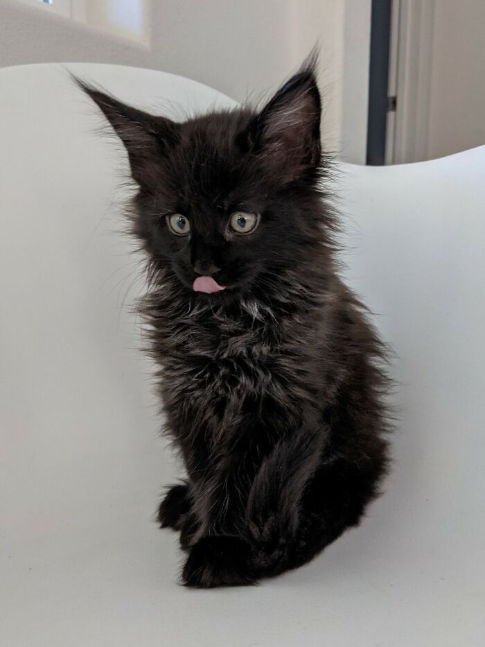 Meet Our New Maine Coon, Hades, Terrifying God Of The Underworld
