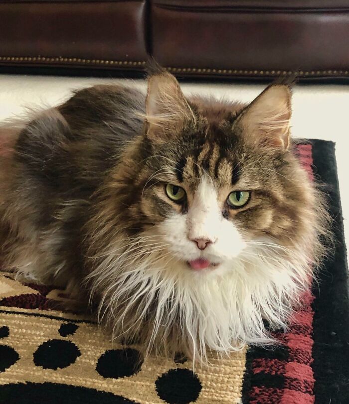 Sonic The Maine Coon. He Bleps A Lot, He Had His Teeth Taken Out. He Also Has Very Bad Asthma So He Won’t Be Around Much Longer. We Are So Lucky To Have Had 10 Years